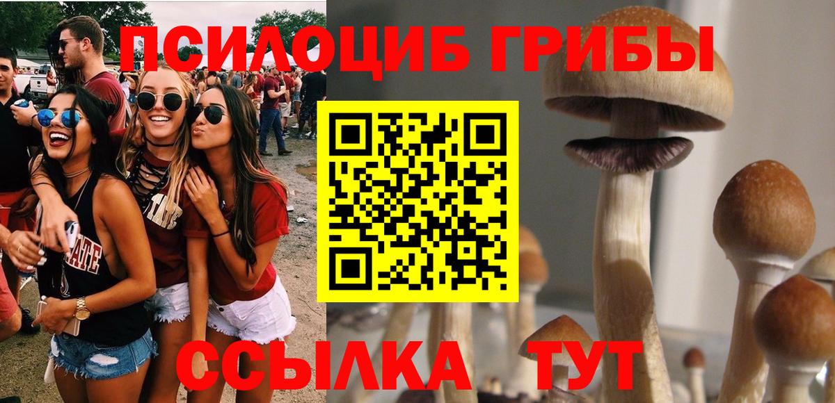 Галлюциногенные грибы Psilocybe Свободный